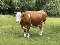 Vaca balțată romanesca