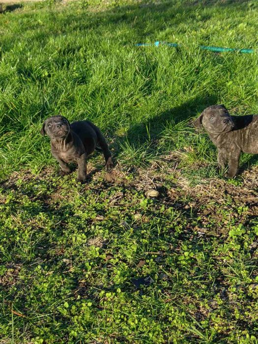 Кучета -Перо де преса канарио