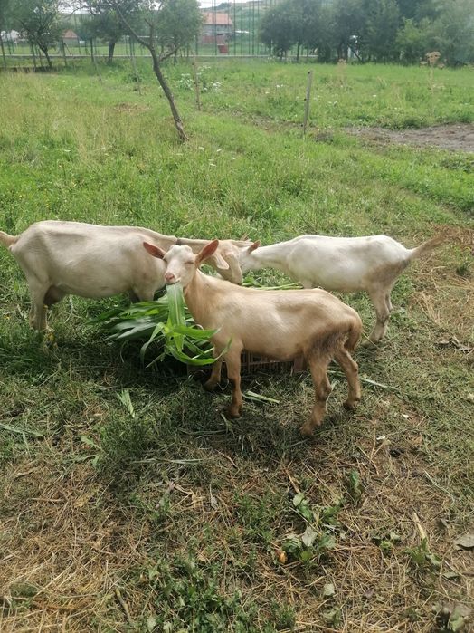 Vând 2 capre cu lapte