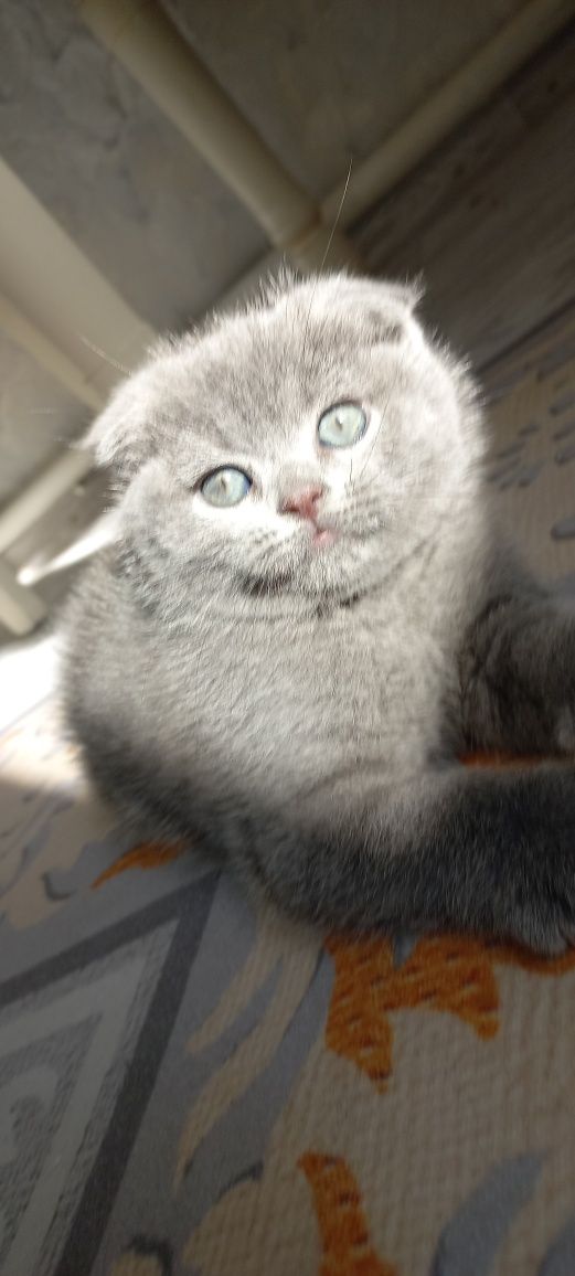 Продаются породистые котята  Скотиш фолд  голубого окраса