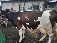 Vaca bună de lapte