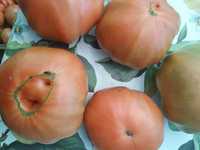Разсад селски розов домат-Майка цена за корен 0.90ст