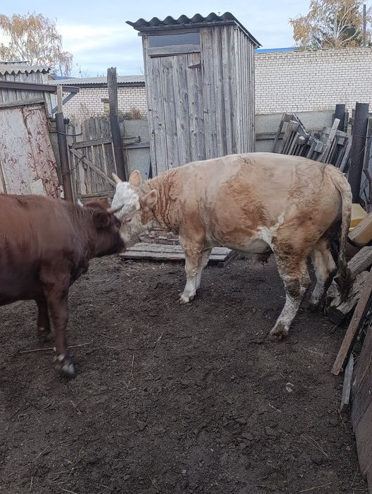Продам бычка и тёлочку