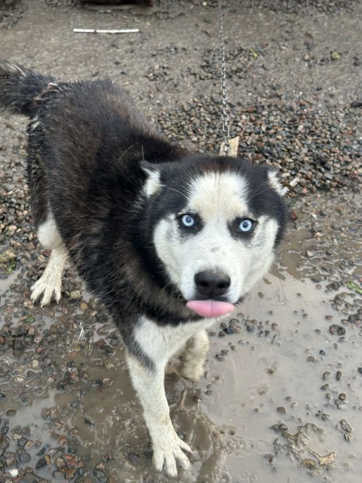 Хаски 1 год чистокровный