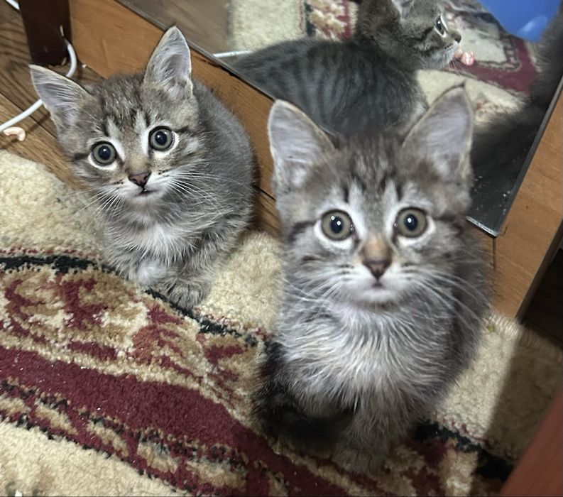 Отдам котят в хорошие руки