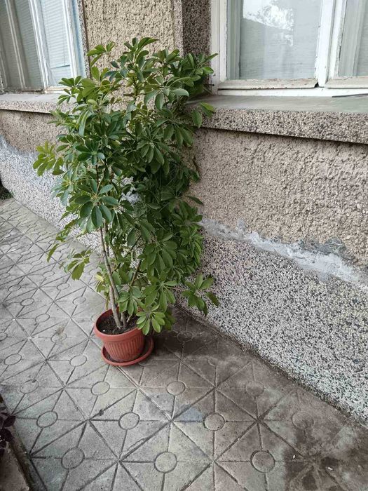 шефлера , стайно растение