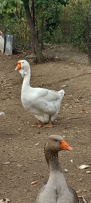 Gascan holmogor de vanzare