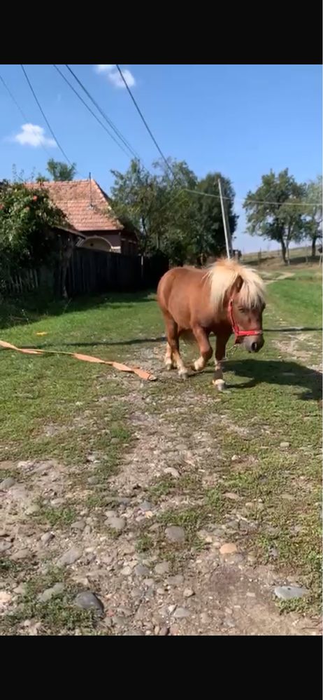 Ponei armasar talie mică