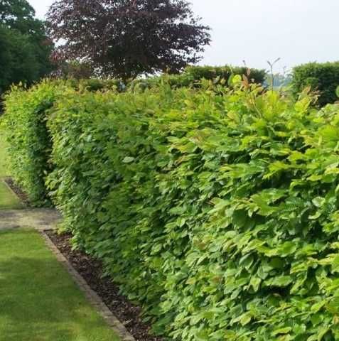 Ligustrum ovalifolium , Plata la livrare !