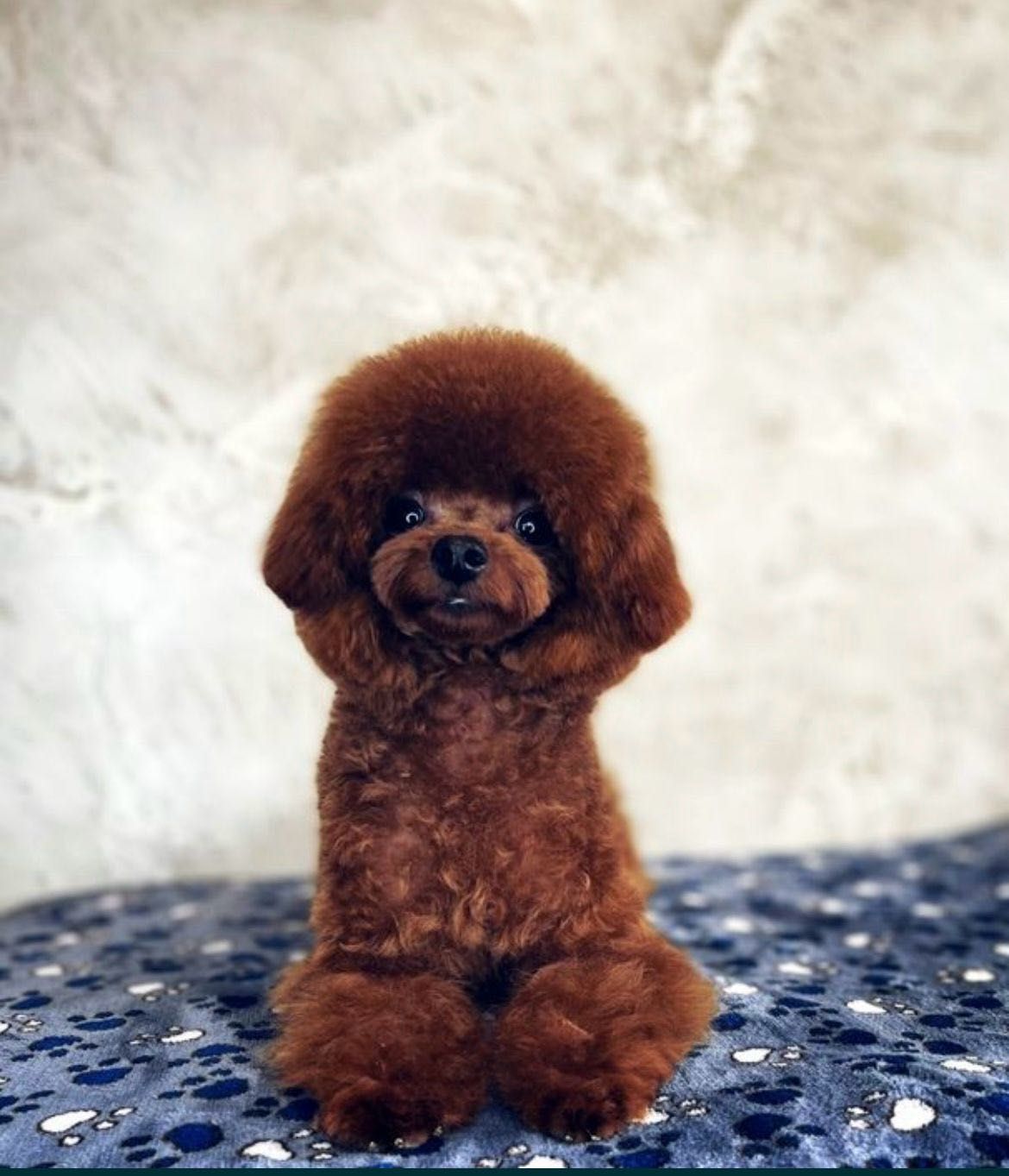 Mini toy pudel (poodle)