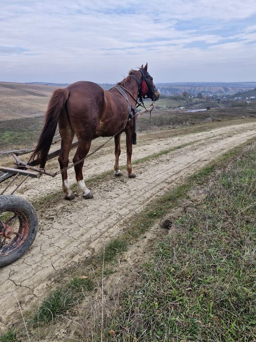 Vand cal castrat