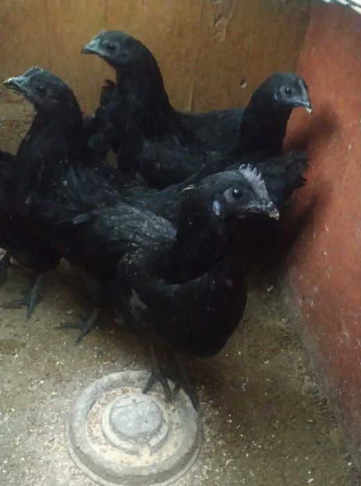 Китайская несушка ухейилюй.