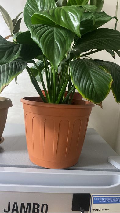 Продам цветы комнатные