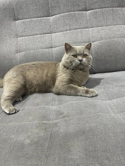 Вязкая британский кот