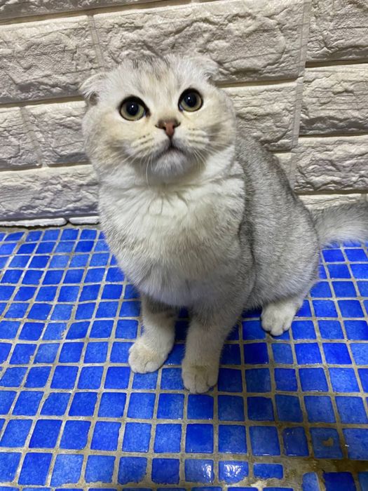 Zotdor Scottish fold sotiladi