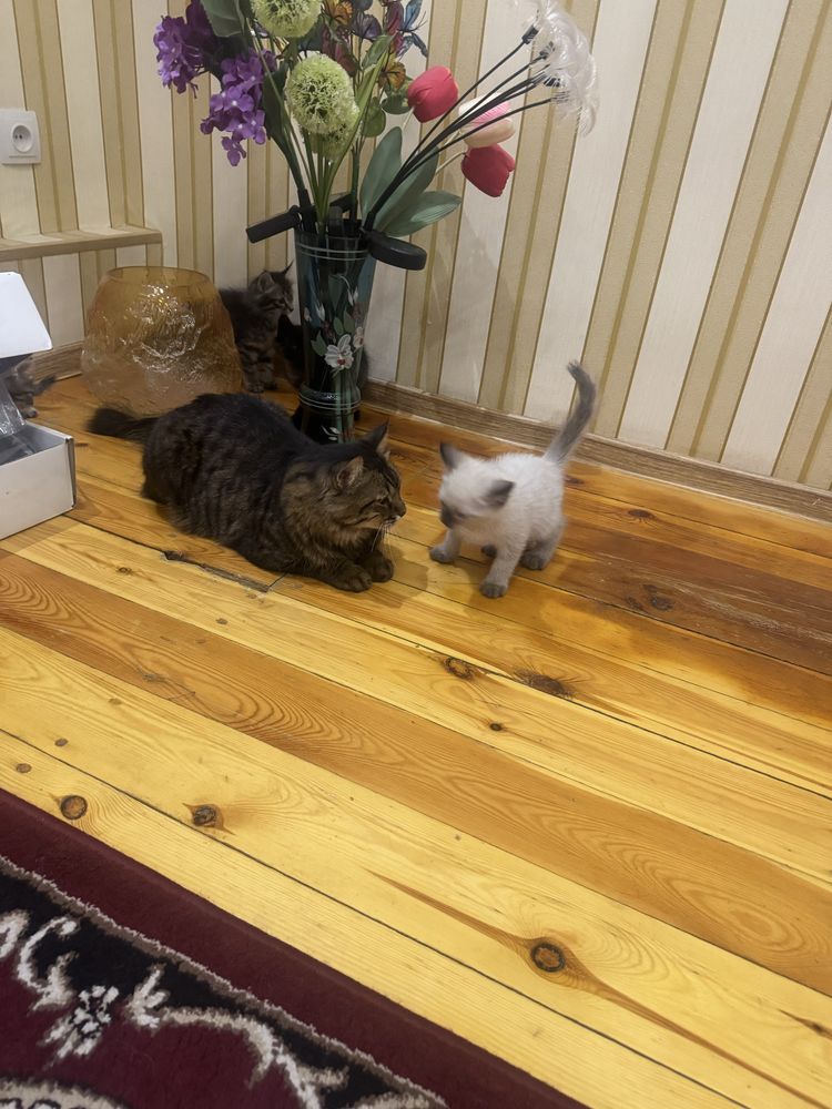 Котенки в добрые руки