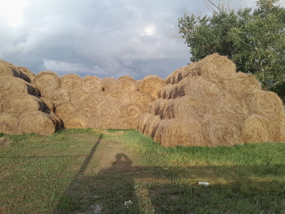 Шоп сатылады 2024-25 жылгы