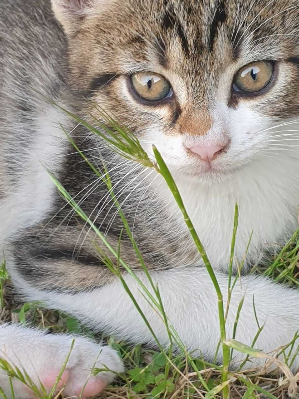 Котки за предаване в любящи ръце