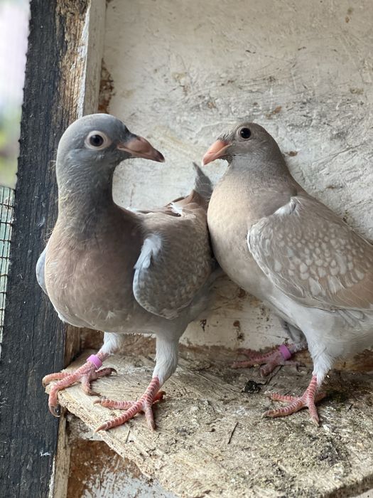 voiajori colorati (gene rare)