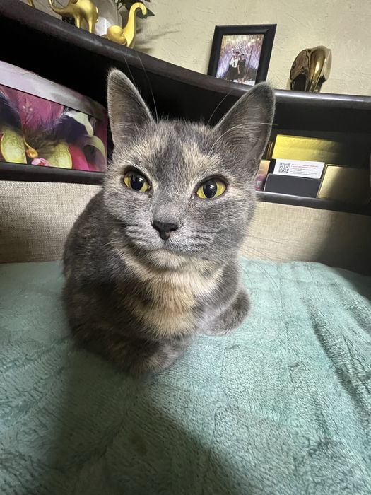 Отдам кошку  в хорошое руки