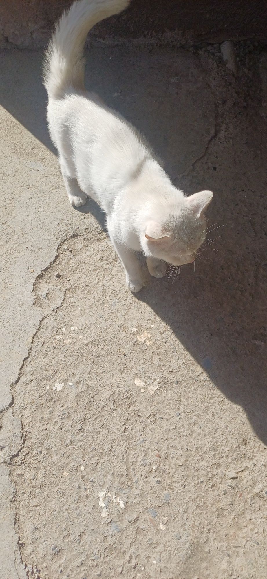 Turkiy Angora mushuklari oq rangli, ipaksimon yungli
