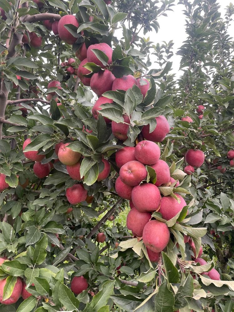 Продам  яблоки оптом
