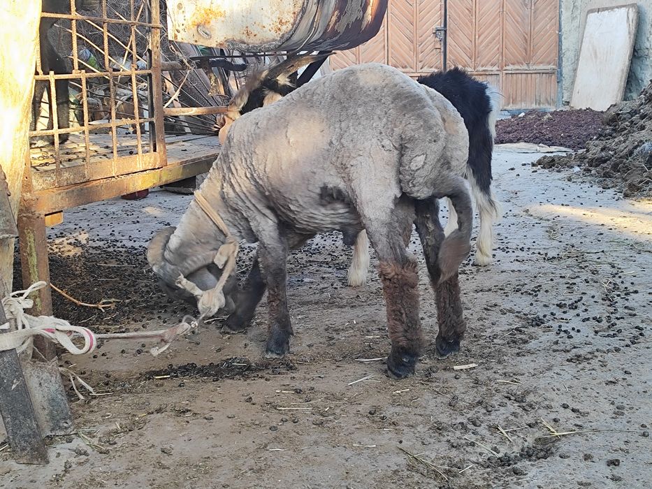 Қўчқор сотилади срочна