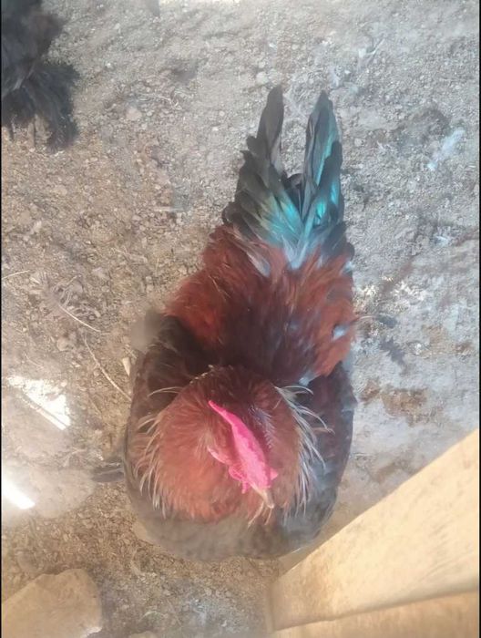 xõroz martda ochib chiqgan