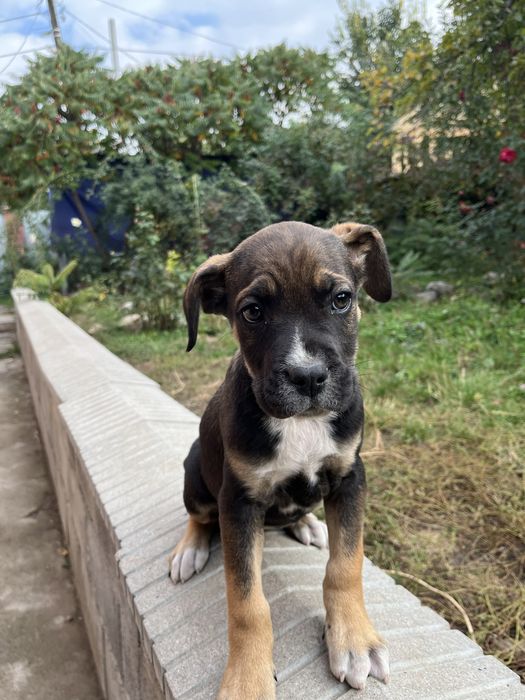 Продам супер щенков