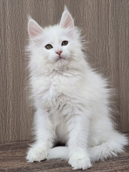 Мейн-кун девочка