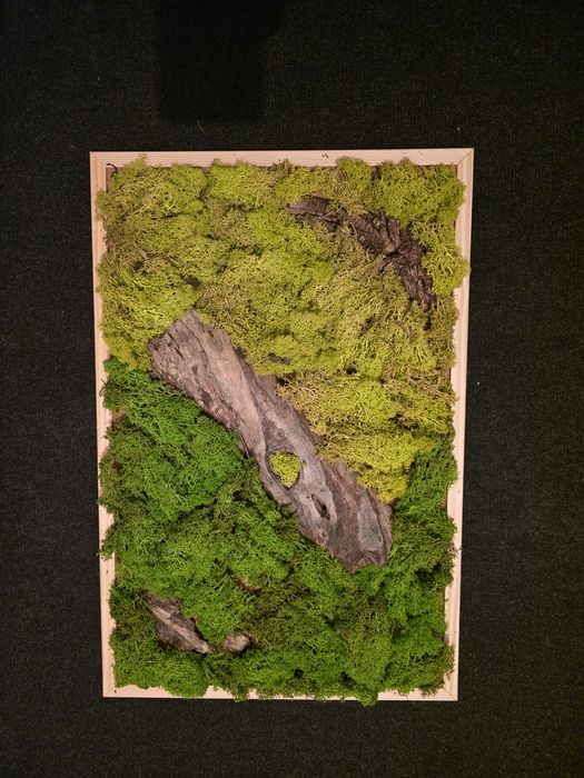 Tablou licheni stabilizati