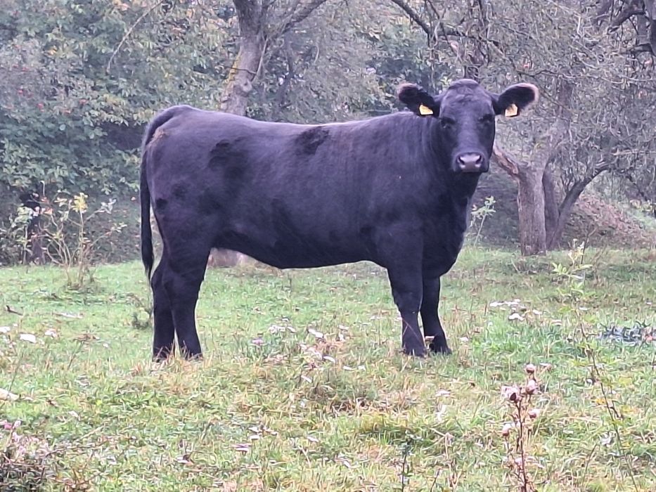 Tauri Aberdeen Angus (reproductie)