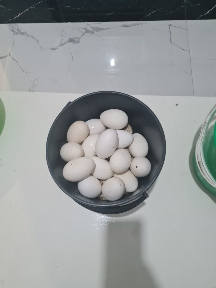 Продам гусиный яйца инкубационное