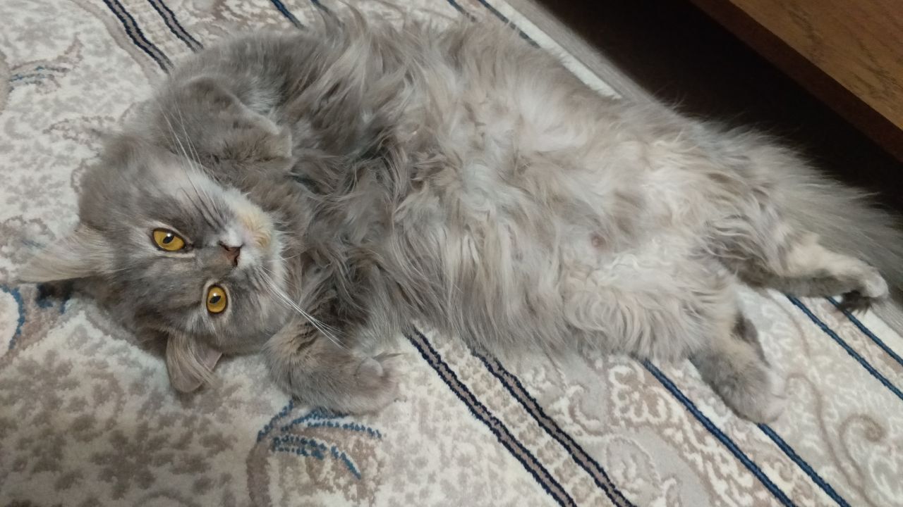 Отдам даром кошечку