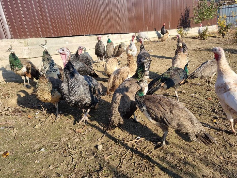 Pui pauni indian blue si violet(doar baieti)