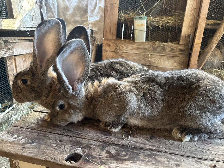 Vand iepuri urias german