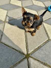 Catei Yorkshire terrier
