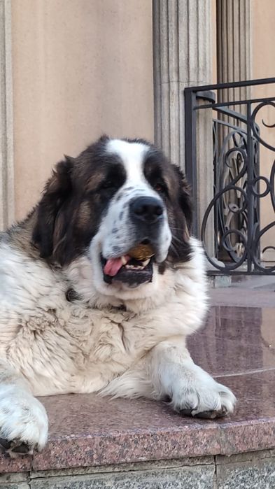 Пропала собака, Московская сторожевая. Помогите найти. Вознаграждение