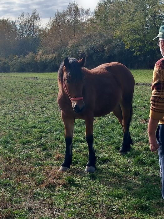 Vând mânza de 10 luni