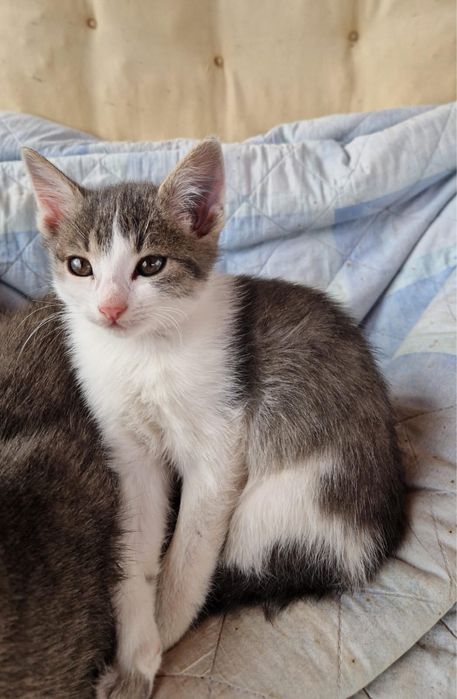 Pisica spre adoptie
