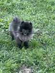 Pomeranian 7 luni