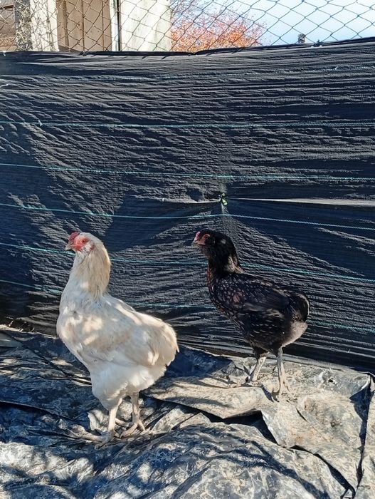 Cocos araucana, am doua bucăți