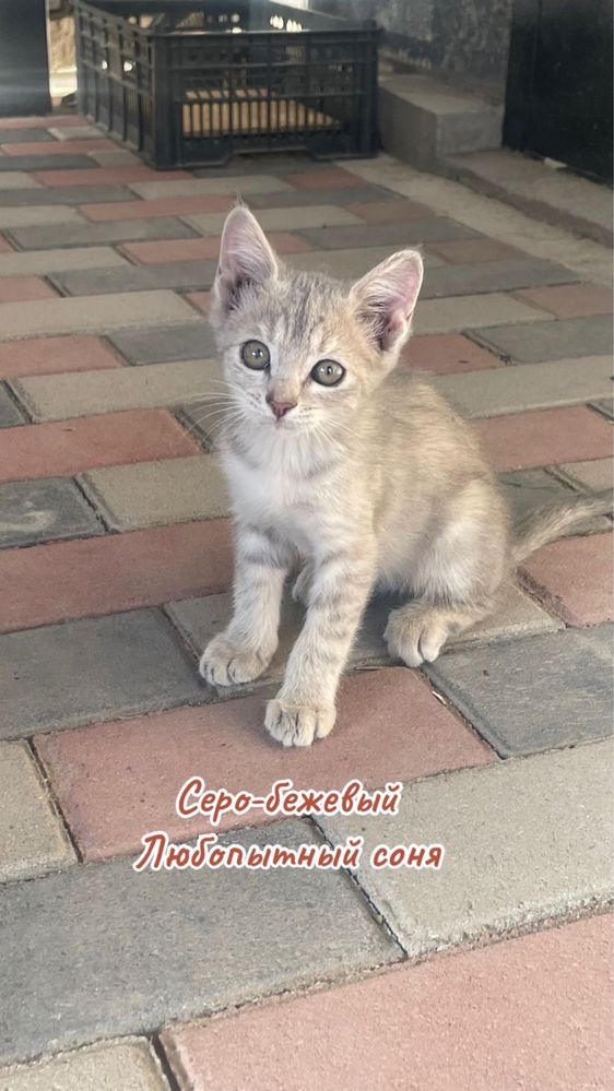 Котята ищут любящую семью