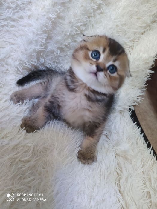 Продаются шикарные котята породы Скоттиш фолд