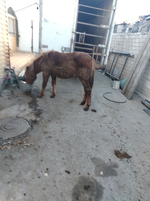 Ұрғашы Тай сатылады семиз