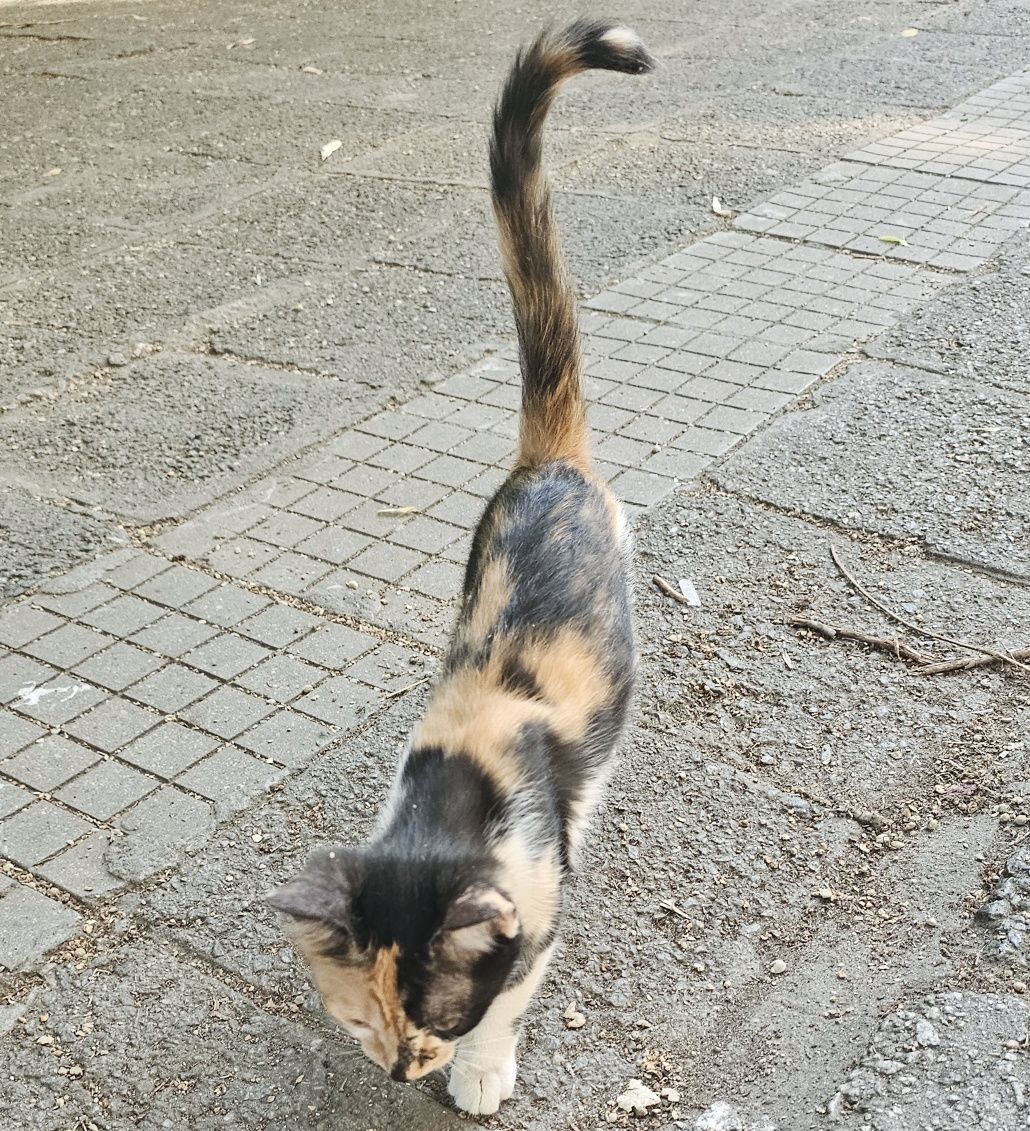Подарявам малко котенце момиче