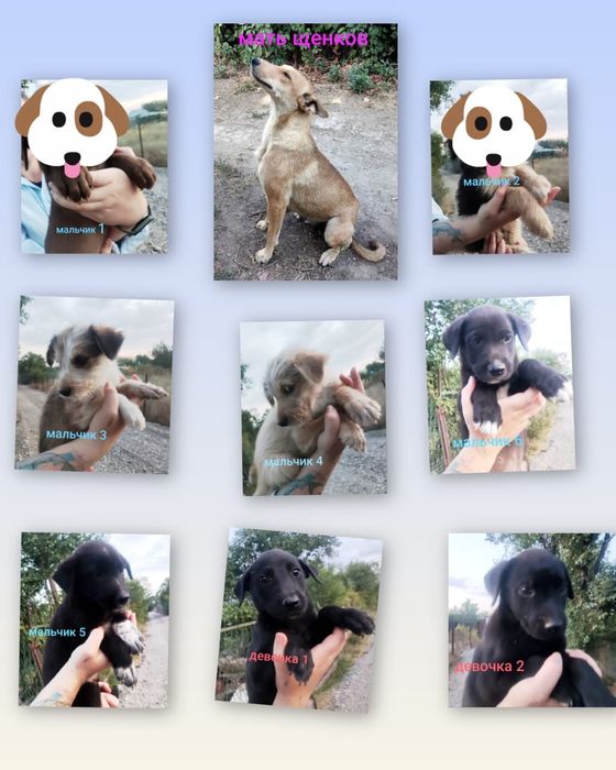 Отдам в хорошие руки щенков