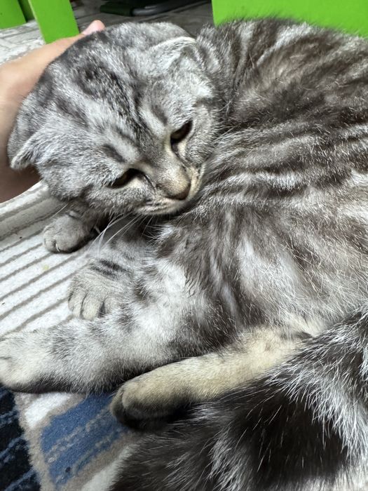 Scotish fold mushugi