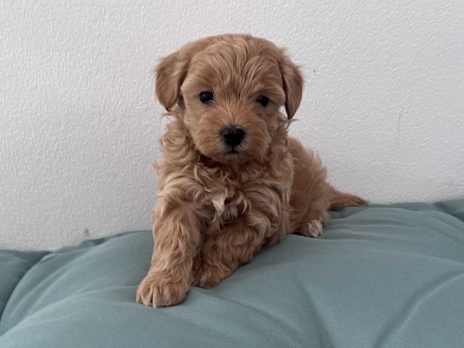 Cățeluș Maltipoo talie toy, carnet de vaccin, deparazitat