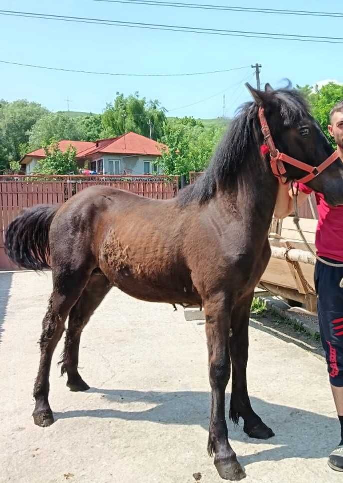 Mânz de vanzare 7 luni